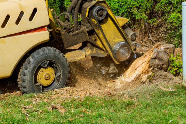 How Our Tree Care Process Works  in  Melrose Park, IL